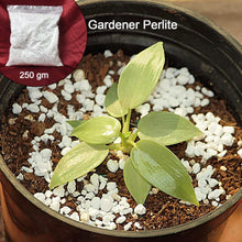 Paradise Perlite for Hydroponics & Horticulture Terrace Gardening Soil Conditioner (250 GM) - justgrabit.in | Just Grab It