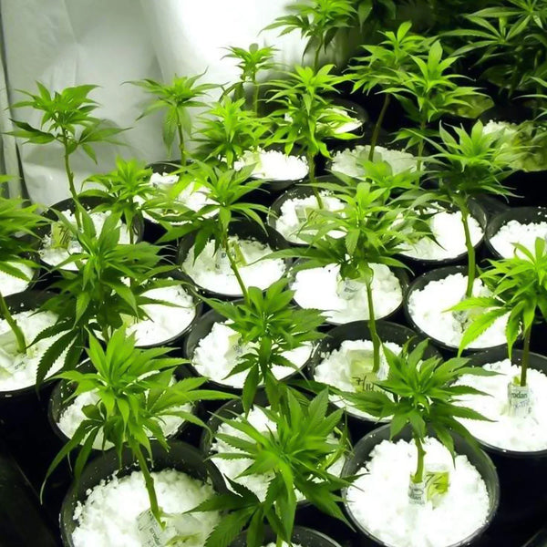 Paradise Perlite for Hydroponics &amp; Horticulture Terrace Gardening Soil Conditioner (250 GM) - justgrabit.in | Just Grab It