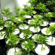 Paradise Perlite for Hydroponics & Horticulture Terrace Gardening Soil Conditioner (250 GM) - justgrabit.in | Just Grab It