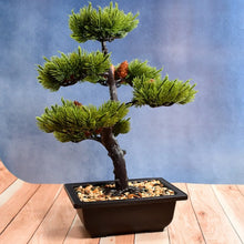 Artificial Potted Plant with Square Pot - Justgrabit Inc.