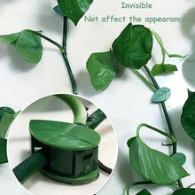 Plant Climbing Wall Fixture Clip Self - Adhesive Hook Vines Traction Invisible Stand Green Plant Clip Garden Wall Clip Plant Support Binding Clip Plants for Indoor Outdoor Decoration (30 Pcs Set) - Justgrabit Inc.