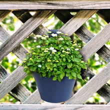 Hanging Planter Pot used for storing and holding plants and flowers in it and this is widely used in in all kinds of gardening and household places etc. - Justgrabit Inc.