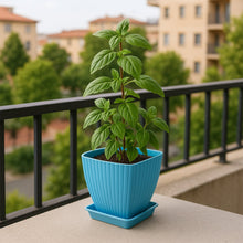 Trendy Square Plastic Flower Pots Set of 5 - justgrabit.in | Just Grab It