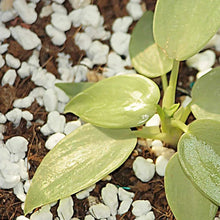 Paradise Perlite for Hydroponics & Horticulture Terrace Gardening Soil Conditioner (250 GM) - justgrabit.in | Just Grab It