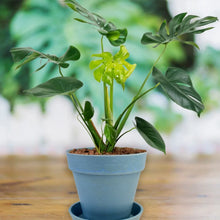 Heavy Plastic Flower pots With Tray (1 Pc) - Justgrabit Inc.