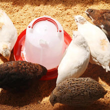 Automatic Chicken Drinker Chicken Feeder with Humanized Handle - Justgrabit Inc.
