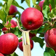 Fruit Plucking Tool Head Set (2 Pc) - justgrabit.in | Just Grab It
