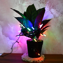 Premium Multi - Color LED Decorative String Lights (9 Mtr) - Justgrabit Inc.