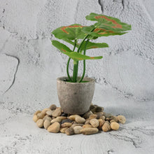 Decorative River Rock Stones (1 Set) - justgrabit.in | Just Grab It