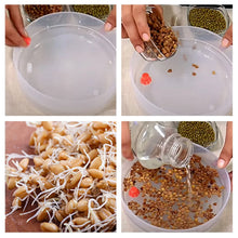 Plastic 4 Compartment Sprout Maker, White - justgrabit.in | Just Grab It