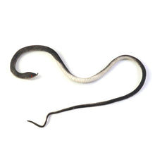 Realistic Rubber Snake Prank Toy (1 Pc) - justgrabit.in | Just Grab It