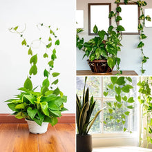 Plant Climbing Wall Fixture Clip Self - Adhesive Hook Vines Traction Invisible Stand Green Plant Clip Garden Wall Clip Plant Support Binding Clip Plants for Indoor Outdoor Decoration (30 Pcs Set) - Justgrabit Inc.
