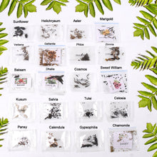 Seeds 20 Varieties of Flower Seeds Combo (1 Pkt / 20 Varieties) - justgrabit.in | Just Grab It
