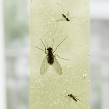Fly, Mosquito & Insect Catcher Adhesive Sticky Glue Strips - justgrabit.in | Just Grab It
