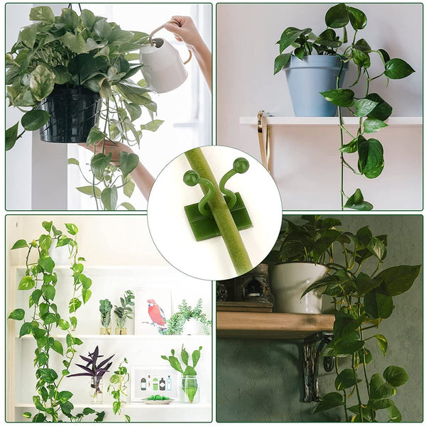 Money Plant Support Clips Vine Plant (10 Pcs Set) - justgrabit.in | Just Grab It