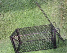 Foldable Live Mouse Trap – Easy Catch & Release Cage for Mice, Squirrels, Voles & Hamsters - justgrabit.in | Just Grab It
