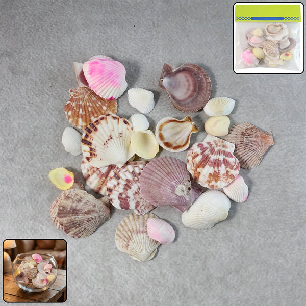 Natural Decorative Sea Shells Set (1 Set) - justgrabit.in | Just Grab It