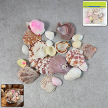 Natural Decorative Sea Shells Set (1 Set) - justgrabit.in | Just Grab It