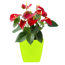 Flower Pots Square Shape For Indoor / Outdoor Gardening - Justgrabit Inc.