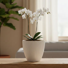 Premium White Ribbed Decorative Flower Pot (1 Pc) - justgrabit.in | Just Grab It