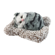 Soft Plush Cute Open - Eye Cat Car Dashboard Showpiece Toy (1 Pc) - justgrabit.in | Just Grab It