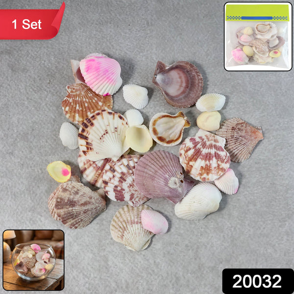 Natural Decorative Sea Shells Set (1 Set) - justgrabit.in | Just Grab It